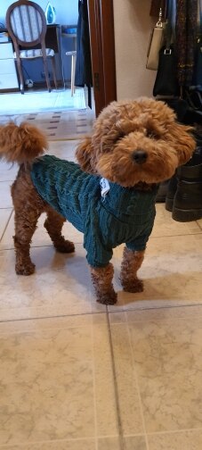 Winter Warm Knitted Turtleneck Sweater for Small Dogs