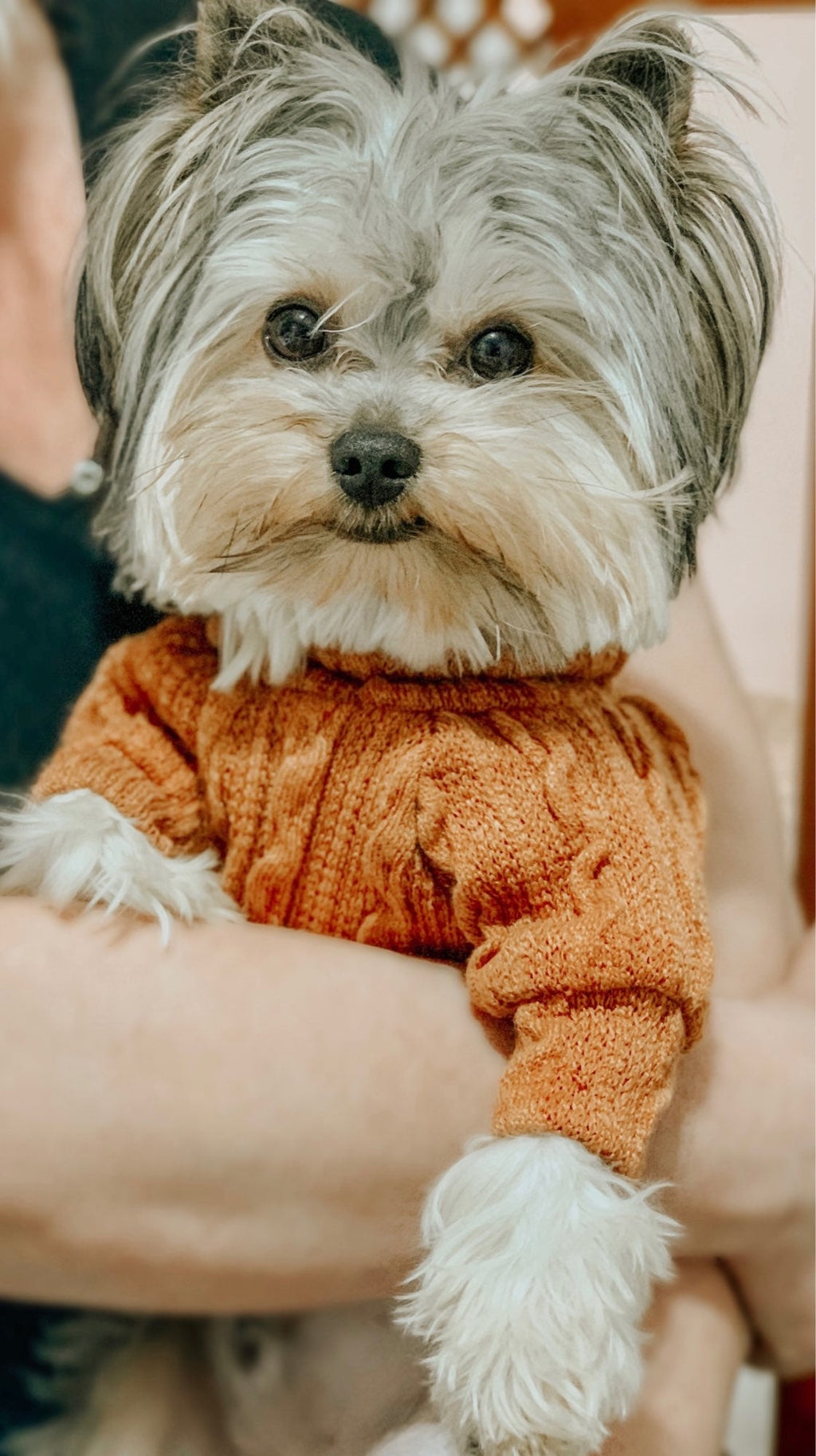 Winter Warm Knitted Turtleneck Sweater for Small Dogs